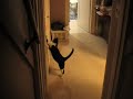 FUNNY CAT CHASING A \"RED BUG\"