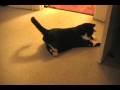 videos de FUNNY CAT CHASING A 