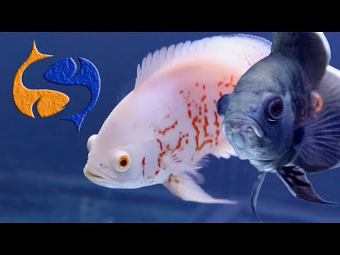 Aquascape Sunset Decor D Aquarium Par Laurent Garcia