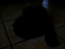 My DoG