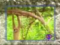 videos de Macaco suicida-boa-.wmv