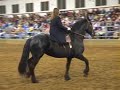 Firey Ranch Friesians Firey Ranch Friesians