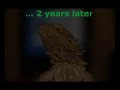 Smeagol - My Bearded Dragon