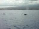 Humback whales outside Maui.