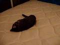 YouTube - Satancat Says: Get Frisky, Buy this Mattress