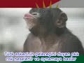 PKK HALAY - MAYMUN APO'NUN PİCLERİ HALAY CEKİYOR