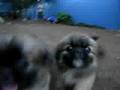 Japanese Chin video