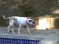 Adopt Clarabella