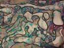 another liquid slide projection