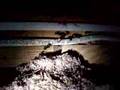 default Get Rid of Carpenter Ants