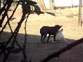 Cachorro namorando!
