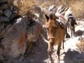 Canyon de Colca, le 2e plus profond du monde Pérou, amérique
