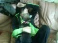 Asda getting attacked by dogs :]