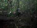 Ver Video