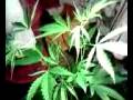 videos de sativa plant 2 months[please comment]