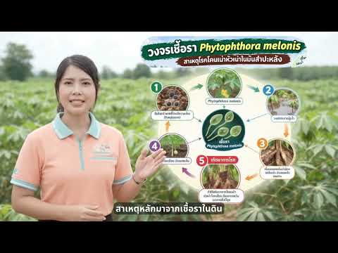 เตือนการระบาดโรคโคนเน่าหัวเน่าในมันสำปะหลัง