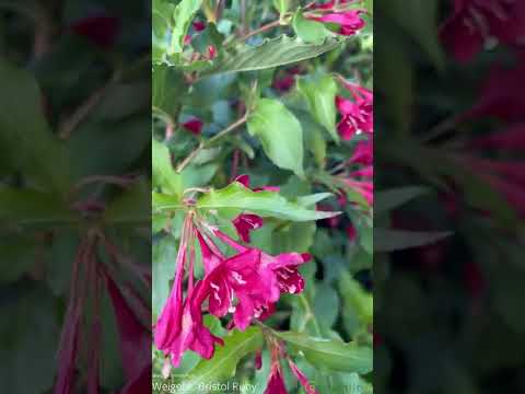 Weigela Bristol Ruby
