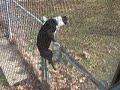 Lainey Vs Fence from another angle