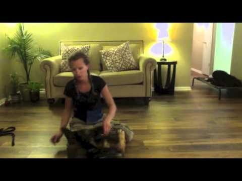 how to train dog to roll over