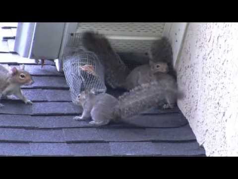 how to get rid squirrels in attic