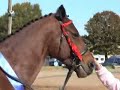 Roscoe and the Dressage Whip