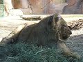 Lion Cub at Wild Animal Park