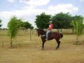 Quarto de milha Puro