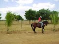 Quarto de milha Puro