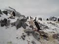 Chinstrap penguins in Antarctica.