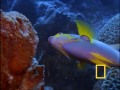 Fishies