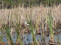 Black Necked Stilts on Guana Lake part 1 Black Necked Stilts on Guana Lake part 1