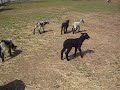 So many sheeps