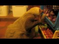 sloth kitchen raid