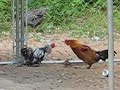 Natural Cock Fight?