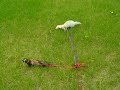 Ferrets in the Park
