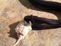 How To Feed A Snake A DEAD Mouse