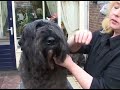 How to Brush a Bouvier
