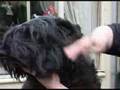 How-to-Brush-a-Bouvi