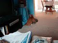 Scary Sneeze! Scary Sneeze!