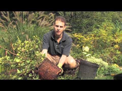 how to replant a root-bound plant