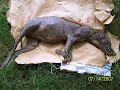 Maltrato animal