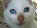 Marshmallow, The Kitten