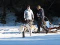 Dogsledding With Winterdance