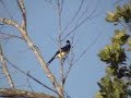 Plush-crested Jay