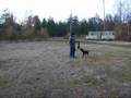 videos de Milo The Amstaff training Weight Pull