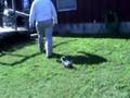 Puppy Video