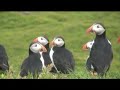 Faroe Islands - Puffins