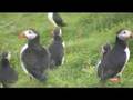 Faroe Islands - Puffins