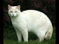 Re: Warrior Cats Dawn of Dreams Casting Calls Re: Warrior Cats Dawn of Dreams Casting Calls