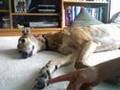 Greyhound